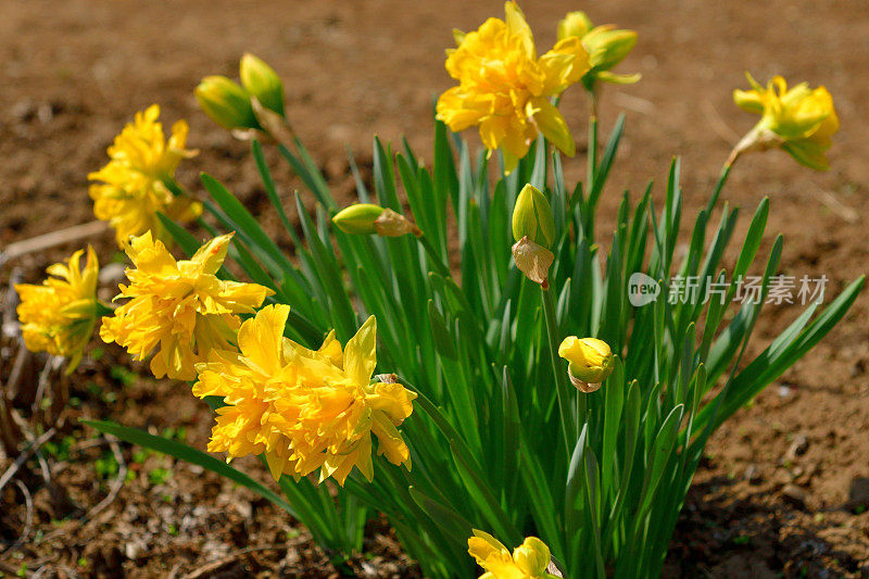 水仙花/水仙花